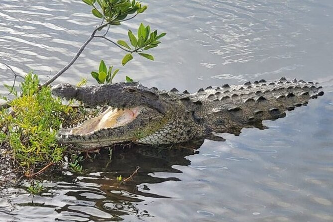 Tour to Cozumel Eco Nature Escape and Otoch Mayan Experience - Culinary Delights and Beverages