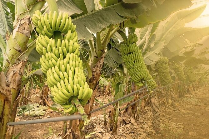 Tour to Mogán, La Aldea & Las Canteras - Big Island tour - The Vibrant Las Canteras Beach and Alfredo Kraus Auditorium