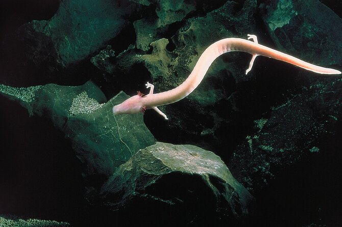 Tour to Postojna Cave and Predjama Castle from Trieste - Start at Trieste’s Central Meeting Point for a Hassle-Free Experience