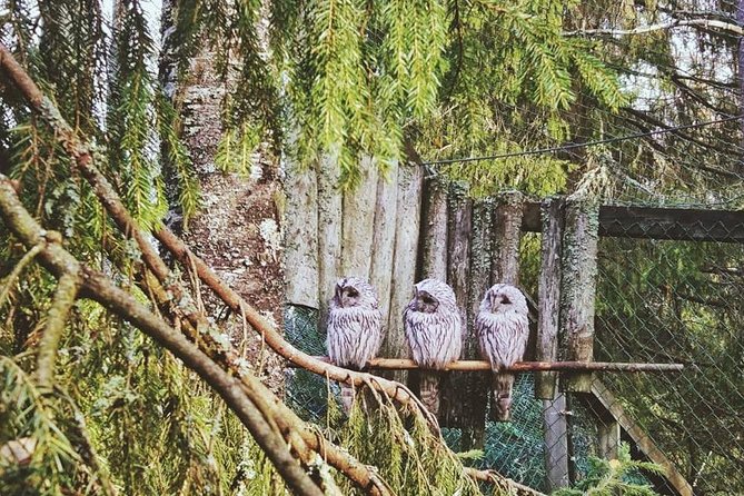 Tour to Ranua Zoo Wildlife Park Small Group Experience - Explore the Arctic Wildlife in Natural Settings