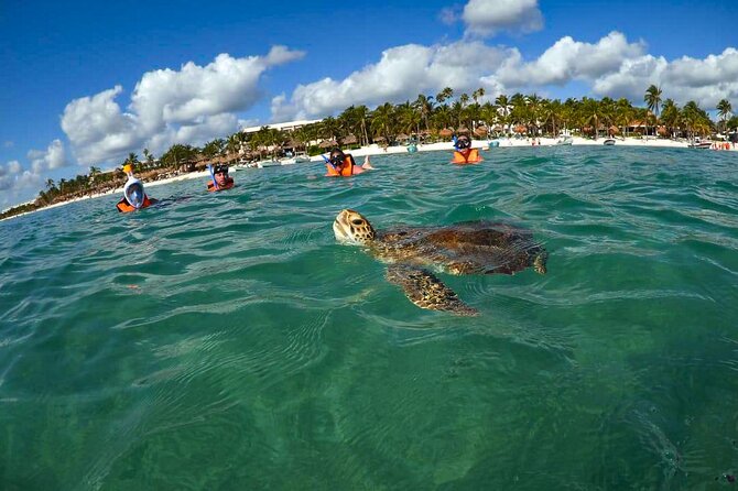 Tour to swim with turtles - Meeting Point and Accessibility at Akumal