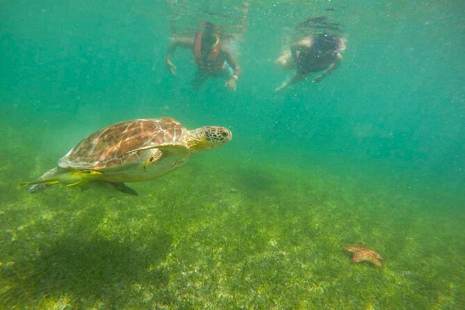 Tour to swim with turtles - Marine Life Encounters Beyond Turtles