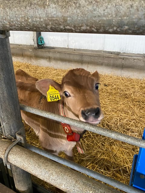 Tour to Windmills, Cheese, Clogs and Volendam from Amsterdam - Key Points