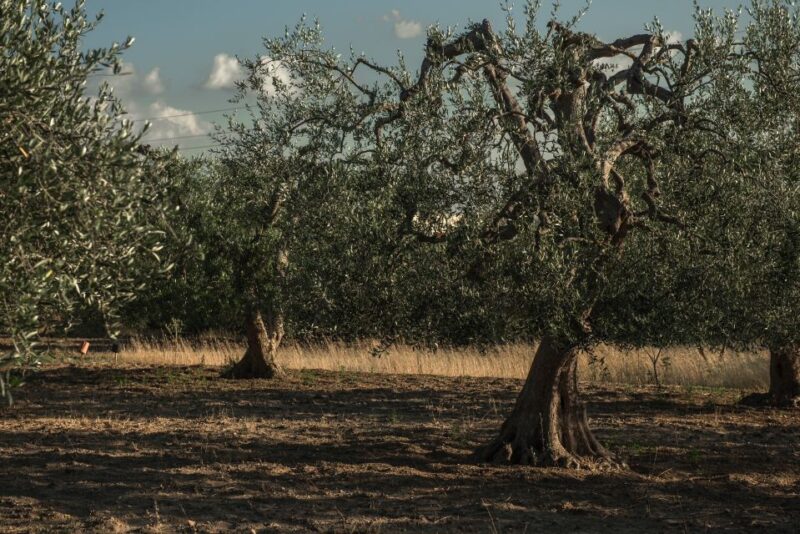 Tour tra i Templi dell'Olio e gli Olivi Patriarchi - An Authentic Journey Through Materas Olive Groves and Traditional Flavors