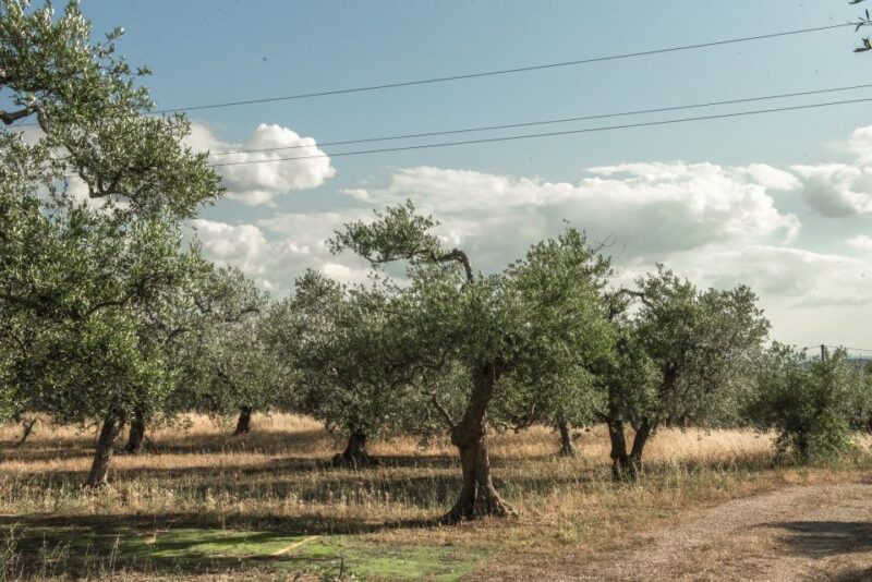 Tour tra i Templi dell'Olio e gli Olivi Patriarchi - The Guide and Tour Atmosphere: Francesco’s Friendly Approach