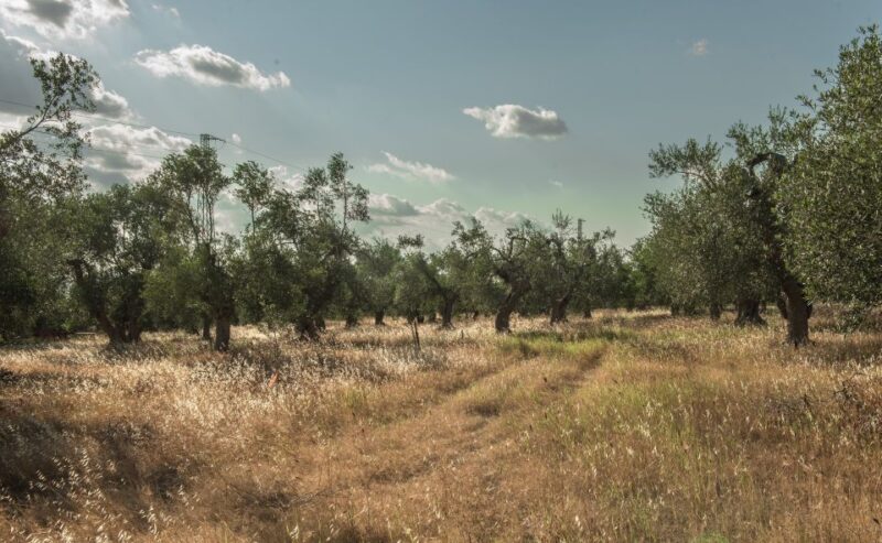 Tour tra i Templi dell'Olio e gli Olivi Patriarchi - Practical Details: Meeting Point, Accessibility, and Booking