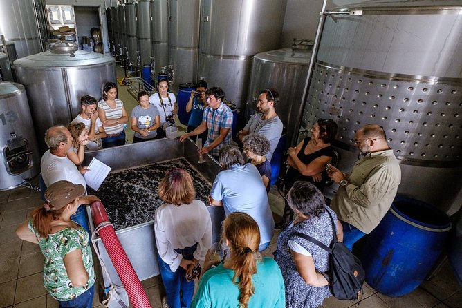 Tour & Wine tasting - Authentic Algarve Flavours by Quinta da Tôr - The Family Tradition and Winery Setting