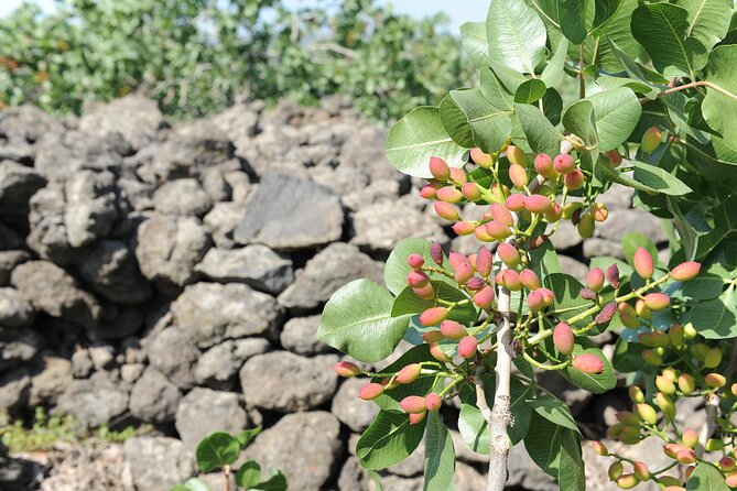 tour with tasting in the Bronte pistachio plantations - Walking Through Pistachio Fields on Volcanic Soil