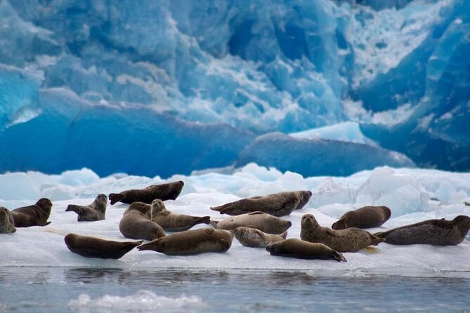Tracy Arm Fjord and Glacier Explorer from Juneau - Pricing and Overall Value