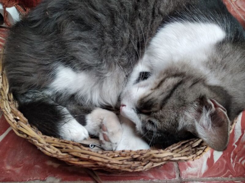 Traditional Basketry Workshop - Learning About Local Plants and Palms with Zdenka
