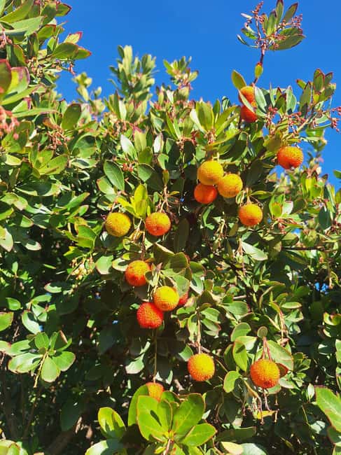 Traditional cuisine and flavors of the pasture in Los Pedroches - Discover the Flavors of Los Pedroches in a 3-Hour Cooking Experience