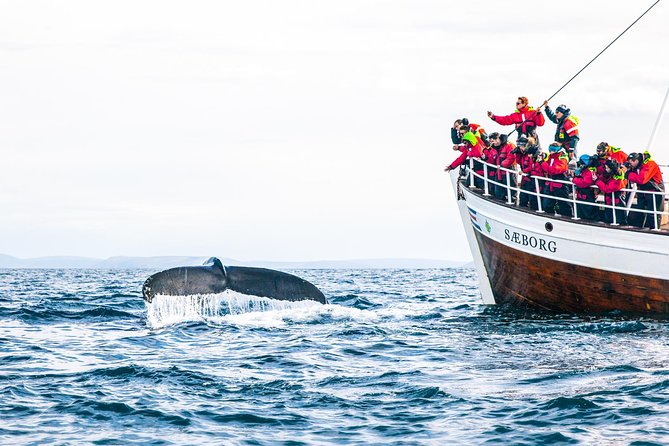 Traditional Oak Ship Whale Watching Tour From Husavik - Comfort and Practical Tips for the Sea Adventure