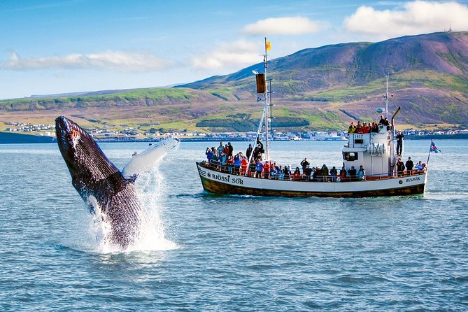 Traditional Oak Ship Whale Watching Tour From Husavik - Practical Details: Meeting Point, Booking, and Cancellation