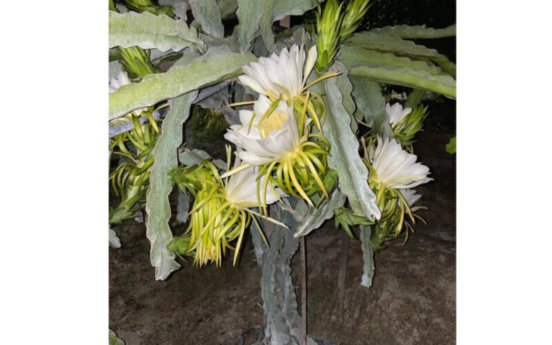 Traditional Olive Grove and Dragon Fruit Farm Tour - Explore Crete’s Traditional Olive and Dragon Fruit Farming in Just 1.5 Hours