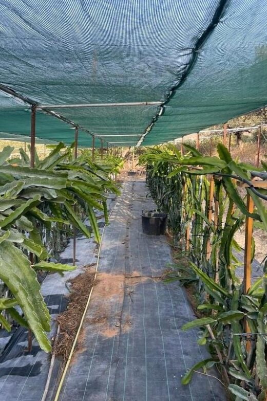 Traditional Olive Grove and Dragon Fruit Farm Tour - Key Points