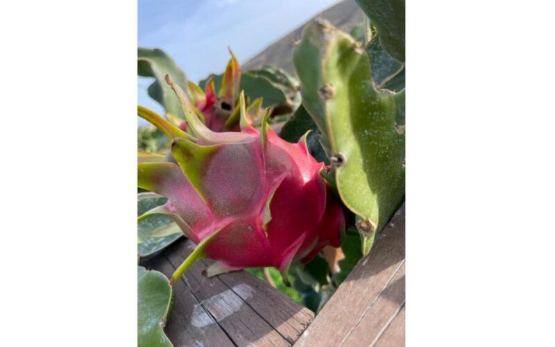 Traditional Olive Grove and Dragon Fruit Farm Tour - See and Touch the Tools of Olive Oil Production