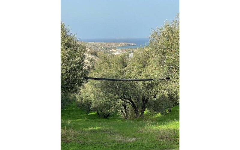 Traditional Olive Grove and Dragon Fruit Farm Tour - Practicalities: Meeting Points, Duration, and Group Size