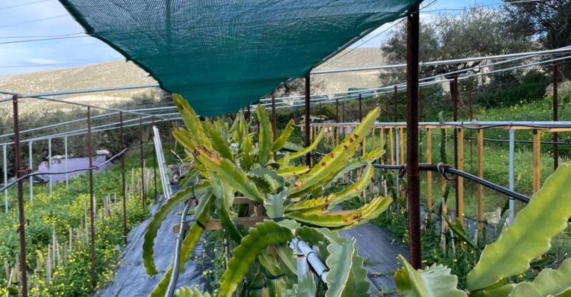 Traditional Olive Grove and Dragon Fruit Farm Tour - The Sum Up: An Engaging and Affordable Farm Experience in Crete