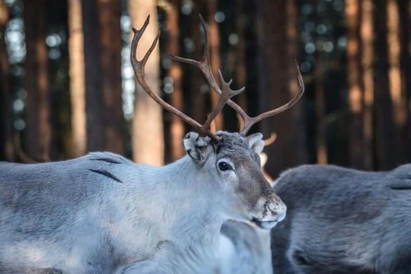 Traditional Reindeer Farm Visit with a Short Sleigh Ride - Visiting a Traditional Reindeer Farm Near Rovaniemi
