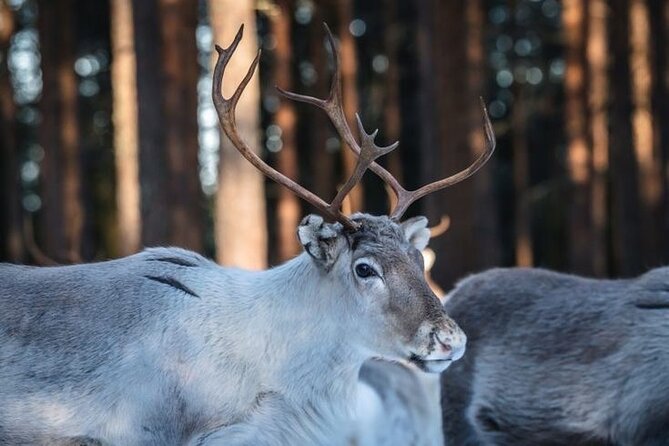Traditional Reindeer Farm Visit with a Short Sleigh Ride - Starting Point and Tour Duration in Rovaniemi