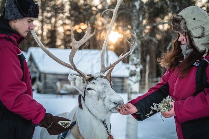 Traditional Reindeer Farm Visit with a Short Sleigh Ride - Group Size and Tour Logistics