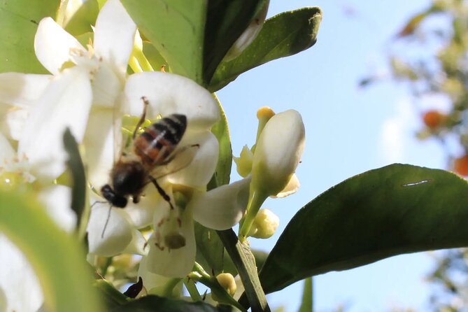 Traditional villages of Chania Private Tour to Explore pure Crete - Scenic Drive through Theriso Gorge