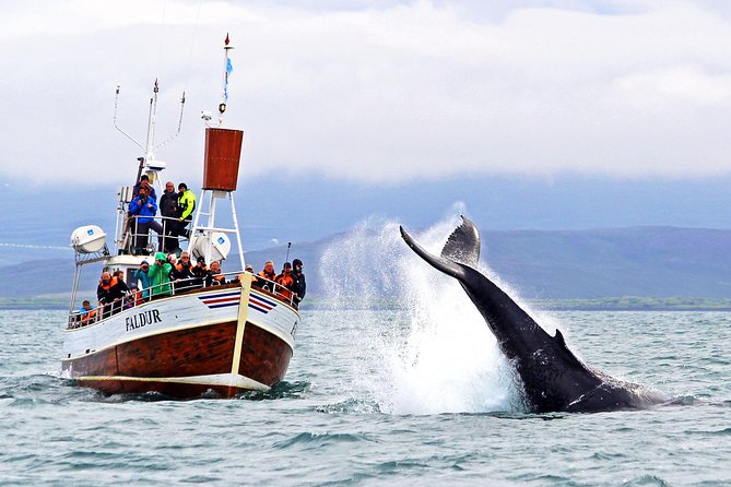 Traditional Whale Watching from Húsavík by Local Family Company - Setting out on a Whalewatching Adventure from Húsavík’s Harbor