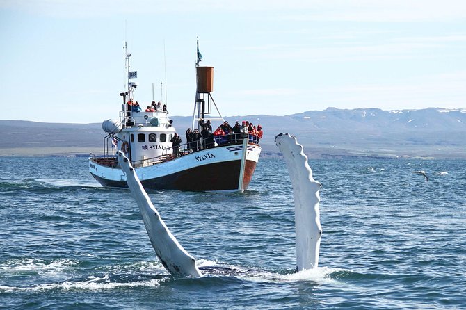 Traditional Whale Watching from Húsavík by Local Family Company - The Experience of Seeing Whales Close Up