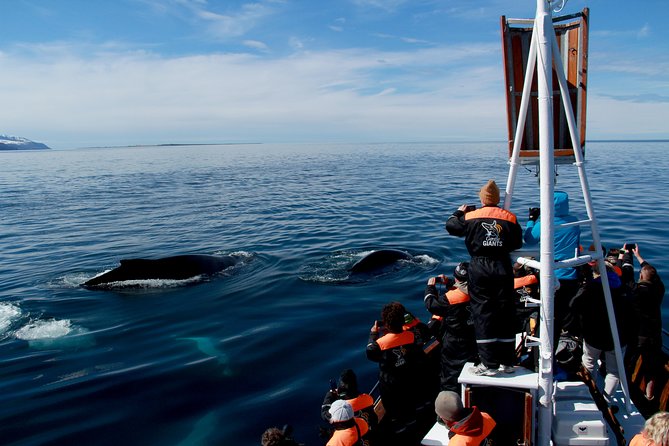 Traditional Whale Watching from Húsavík by Local Family Company - Practical Tips for the Trip
