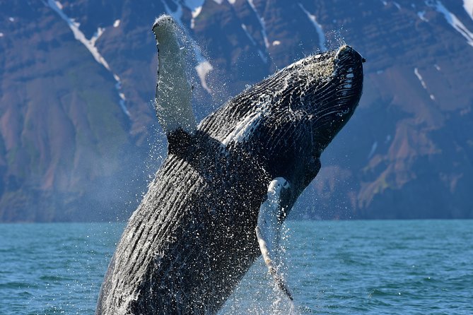 Traditional Whale Watching from Húsavík by Local Family Company - Handling Unpredictable Sightings and Weather