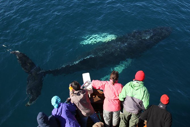 Traditional Whale Watching from Húsavík by Local Family Company - Comparing this Tour to Other Icelandic Wildlife Tours