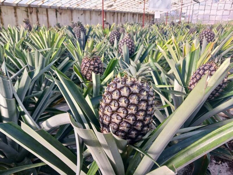 Traditions & Flavors of São Miguel - Taking in the Farmers Market Atmosphere