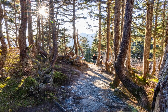 Trails and Ale Tour and Tram Combo - The Scenic Hike Along the Mt. Roberts Totem Loop