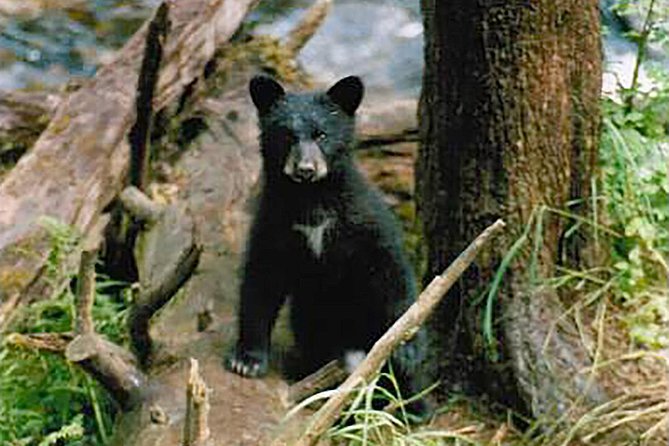 Traitors Cove Bear Viewing - Discover the Unique Traitors Cove Bear Viewing Experience