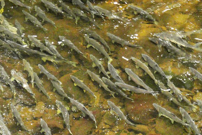 Traitors Cove Bear Viewing - Physical Requirements and Weather Considerations