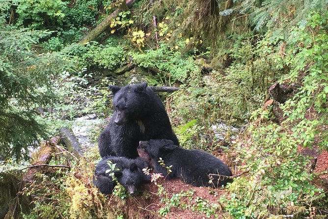 Traitors Cove Bear Viewing - Booking and Availability Insights