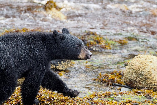 Traitors Cove Bear Viewing - What Sets This Tour Apart from Others