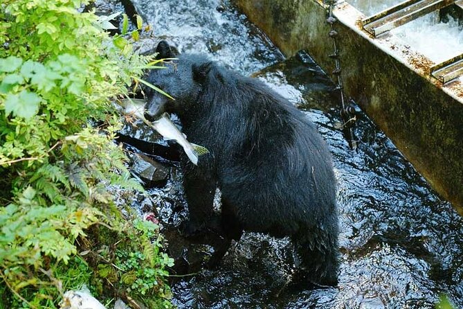 Traitors Cove Bear Viewing in Ketchikan, Alaska - Discover the Wildlife of Traitors Cove with a 3.5-Hour Tour in Ketchikan