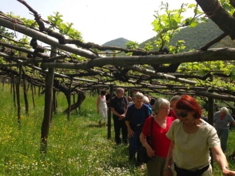Tramonti: Tenuta San Francesco Wine Tasting - Exploring Tenuta San Francesco in Tramonti