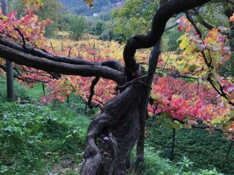 Tramonti: Tenuta San Francesco Wine Tasting - How This Tour Compares to Similar Experiences