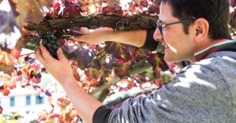 Tramonti: Vineyard & Winery Tour with Tasting & Appetizers - Tramonti Winery & Vineyard Tour in Capigignano: An Authentic Experience