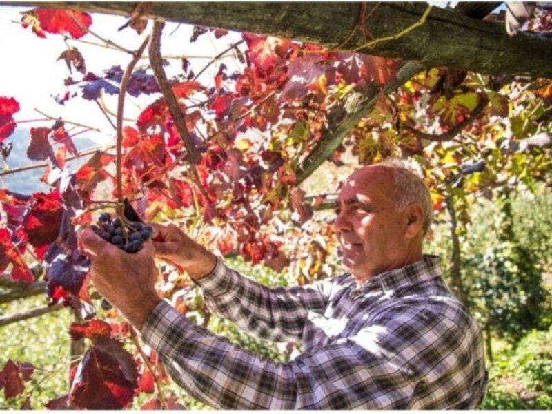 Tramonti: Vineyard & Winery Tour with Tasting & Appetizers - Inside the Winery: From Grape to Glass