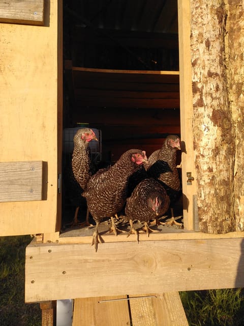 Trancoso: Farm eco-Tour with Tasting - Exploring the Trancoso Farm Eco-Tour with Tasting