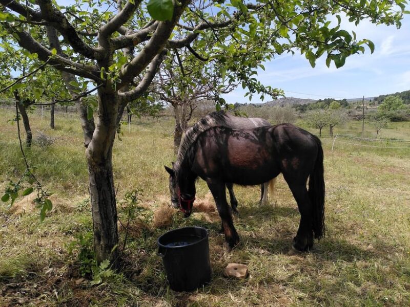 Trancoso: Farm eco-Tour with Tasting - Exploring the Vegetable and Medicinal Gardens