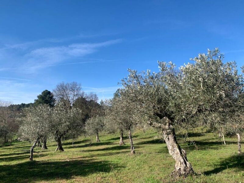 Trancoso: Farm eco-Tour with Tasting - Visiting the Olive Grove and Ancient Vines