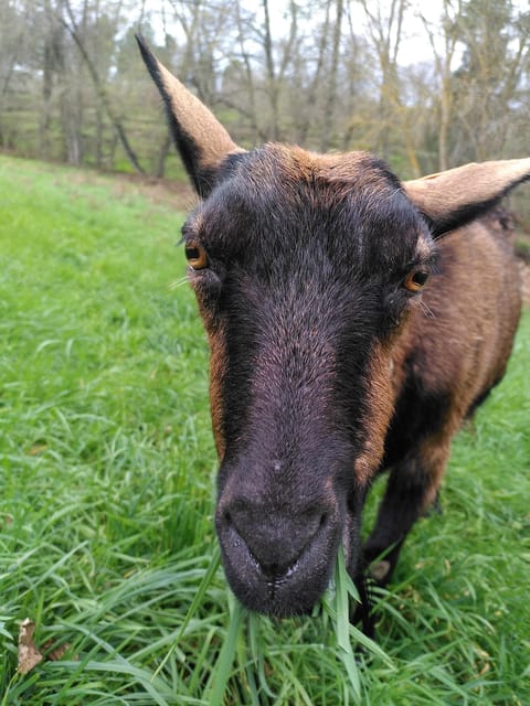 Trancoso: Farm eco-Tour with Tasting - Learning About Food Self-Sufficiency and Eco-Friendly Practices