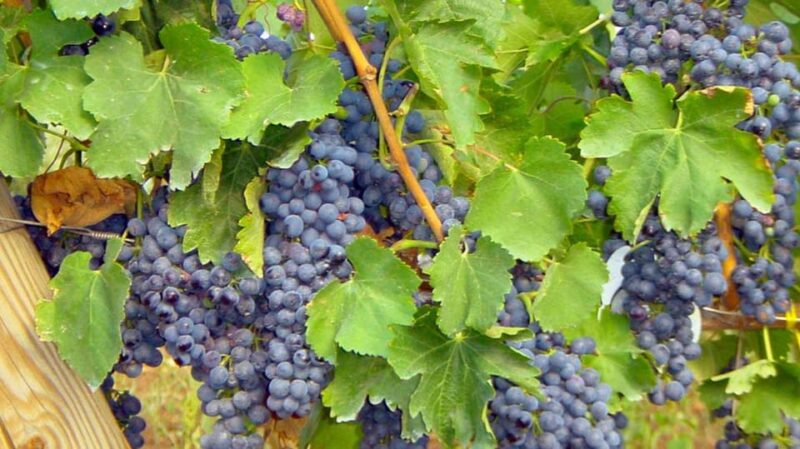 Trani Wine Tours: Flavors of Puglia - Exploring the Heart of Puglia: Trani Wine Tour Overview