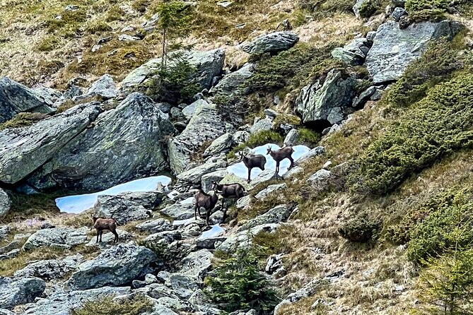 Transfagarasan Highway and Bran Castle Day Trip From Brasov - Visiting Bran Castle: The Gothic Fortress Linked to Dracula