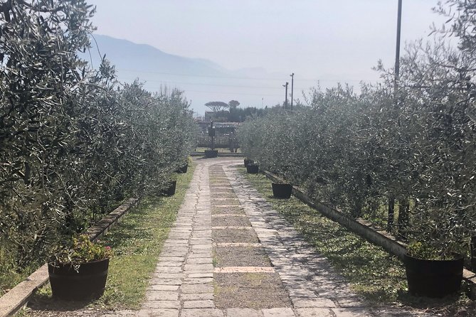 Transfer from Civitavecchia to Sorrento - Pickup and Drop-off Designed for Cruise Schedule Flexibility