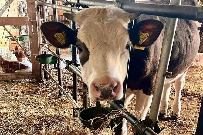 Transfer from/to Naples - Why So Many Travelers Trust Tony’s Car Service